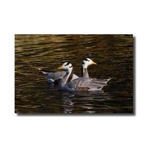  Two Swimming Barheaded Geese New York Giclee Print