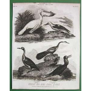 BIRDS Ornithology Pelican Darter   1809 SCARCE Origial Antique Print 