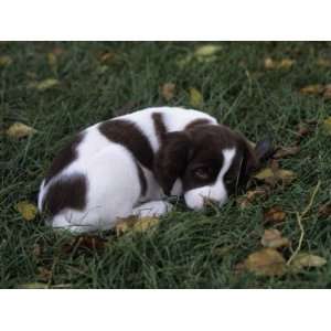  Brittany Spaniel Variety of Domestic Dog, 7 Week Old Puppy 