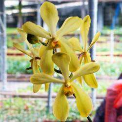 10 Pack Vanda Orchid Plant SEEDLING  