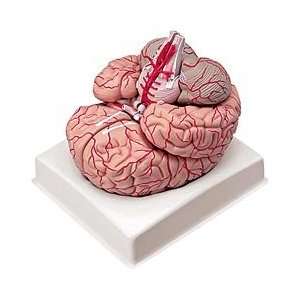 Altay® 9 Part Brain Model Industrial & Scientific