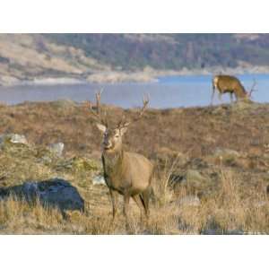  Red Deer in the Highlands, Scotland, United Kingdom 