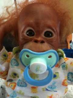 Reborn monkey/orangutan Zahra (Blossom) by Nanas Littluns  