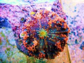 Live Coral ORANGE/BLUE YUMA MUSHROOM ,RICORDEA, WYSIWYG 1 POLYP  