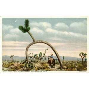  Reprint Barstow CA   Yucca Trees, Mojave Desert 1900 1909 
