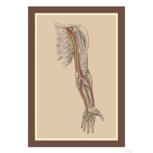  The Spinal Nerves Giclee Poster Print, 24x32