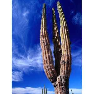  Cardon Cactus Pachycereus Pringlei, Worlds Tallest 