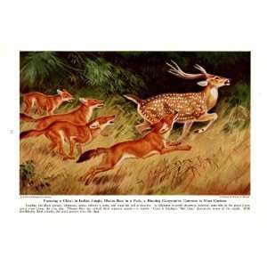   Jungle   Wild Dogs and Working Dogs   Walter A Weber Vintage Dog Print