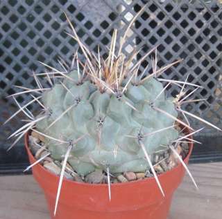 Thelocactus rinconensis Large Blue Tubercle Cactus 18  