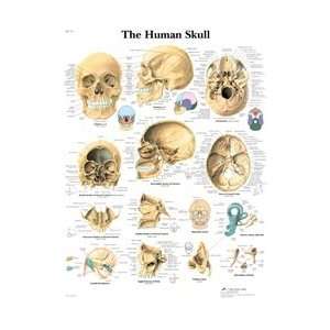 Human Skull   Anatomical Chart