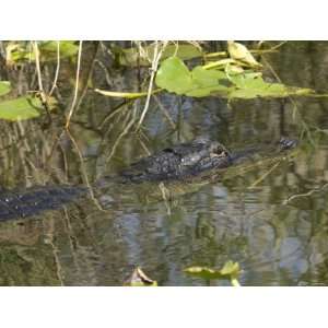  Alligator, a Threatened Species, Floating Like a Log in Everglades 