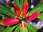   punicea Jamaican poinsettia rare xeriscaping pre bonsai seed 15 SEEDS