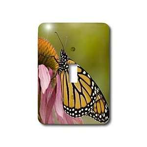 VWPics Butterflies   Monarch Butterfly feeding on echinacea flower 