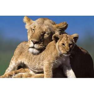  MOTHER AND CUB LIONS WILD LIFE 24X36 POSTER #PP3097 
