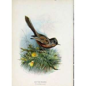  C1883 Thorburn Wild Birds Dartford Warbler Color Art