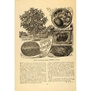  1896 Article Filbert Nuts Chestnut Tree Food Kent Japan 