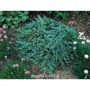  Icee Blue Juniper Plant, One Gallon Container by Monrovia 