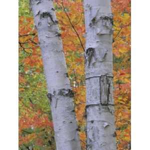 White Birch Forest in Autumn, Betula Papyrifera, Eastern USA 