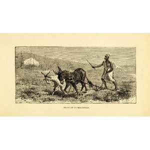  1882 Wood Engraving Art Morocco Moorish Cultivator Donkey 