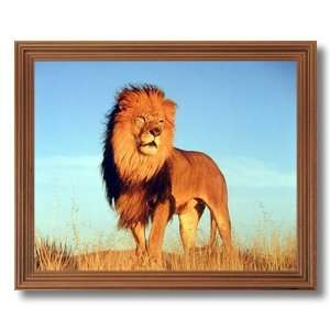  Large African Lion Cat Watch Animal Wildlife Picture Oak 