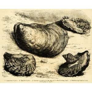   Marine Creatures Snail   Original Halftone Print