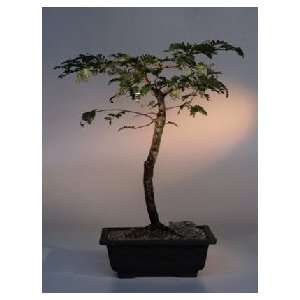 Tamarind Bonsai Tree.(tamarindus indica) Grocery & Gourmet Food