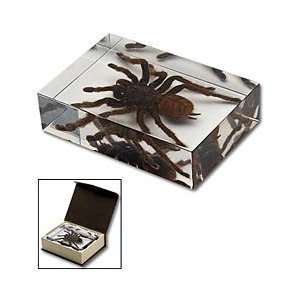  Tarantula Desk Display 