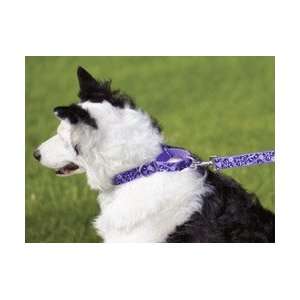  Lupine Big Dog Combo Collar