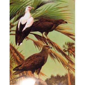  Eagles Hawks & Falcons Egyptian Vulture Color Plate