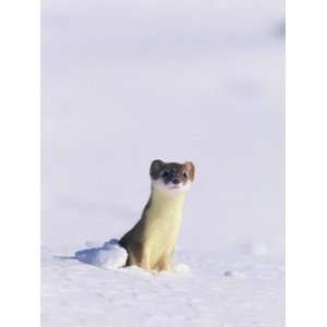  Short Tailed Weasel Caught by an Early Snow in its Summer 