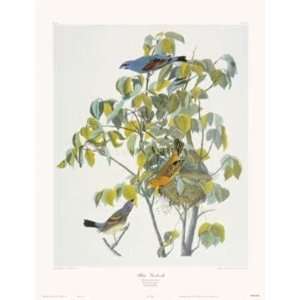  Blue Grosbeak artist J.J. Audubon 23x30