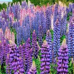  Seeds, Lupine Russell Mixture (Lupinus polyphyllus) Seeds by Seed 