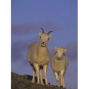  Dall Sheep Ewe and Lamb (Ovis Dalli), Denali National Park 