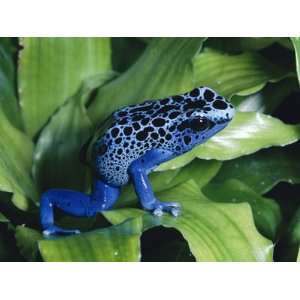  Blue Poison Dart Frog (Dendrobates Azureus) Used to Poison 