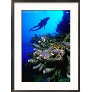 Diver with Purple Tube Sponge off the Coast of Jamaica, Jamaica Framed 