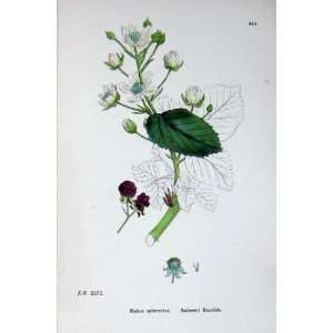  Botany Plants C1902 Suberect Bramble Rubus Suberectus 