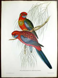 VTG. PARAKEET BIRDS Print J. GOULD Hullmandel & Walton  