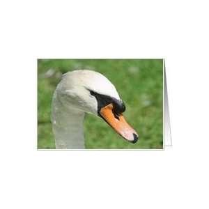  Look Of Kings Swan Nature Photo Blank Note Card Card 