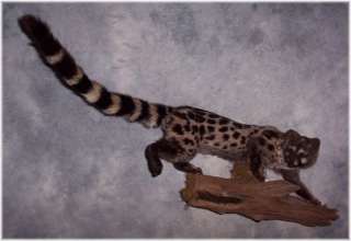 STUNNING AFRICAN GENET CAT TAXIDERMY MOUNT WILDLIFE ART  