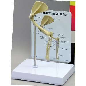   /Cat Elbow Shoulder Joint Anatomical Model