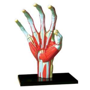  Tedco Human Anatomy   Hand Model Toys & Games