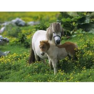 Two Shetland Ponies, Shetland Islands, Scotland, UK, Europe Stretched 