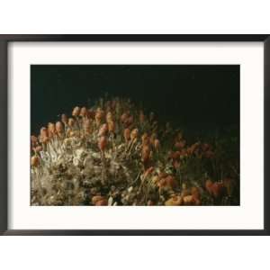 Stalked tunicates, Boltenia ovifera, sway in an ocean current Animals 