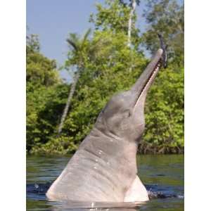  Pink River Dolphin Boto Breaching, Rio Negro,  Stretched 