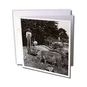 Past Vintage Stereoview   Vitage Pig Farmer Grayscale   Greeting Cards 