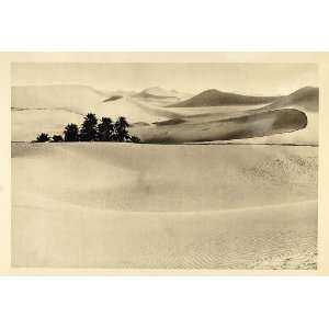  1935 Palm Trees Sahara Desert Algeria Sand Dunes Africa 
