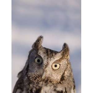  A Captive, Endangered Eastern Screech Owl at a Raptor 