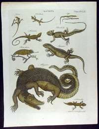   Bell Antique Print of Various Lacerta or Lizards, Alligators  