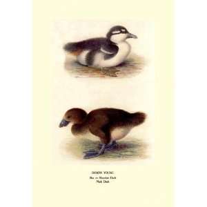   Exclusive By Buyenlarge Downy Young Ducks 20x30 poster