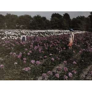  Woman and Child Pose Amid Rows of Giant Peony Blossoms 